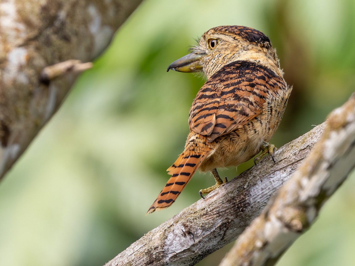 Barred Puffbird - ML642168129