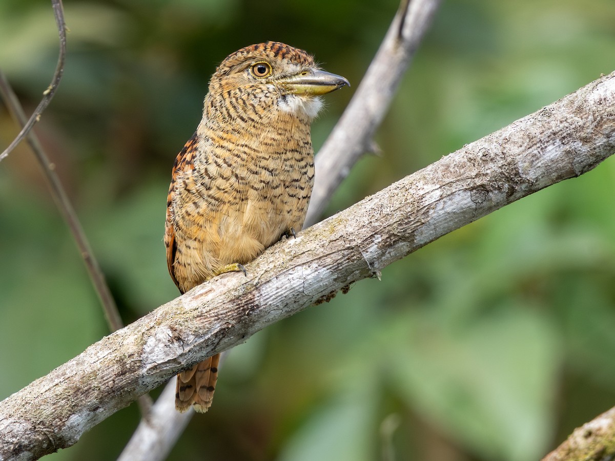 Barred Puffbird - ML642168131