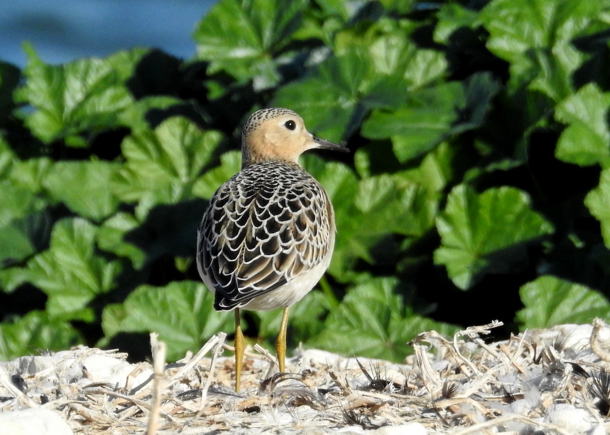 Buff-breasted Sandpiper - ML642168132