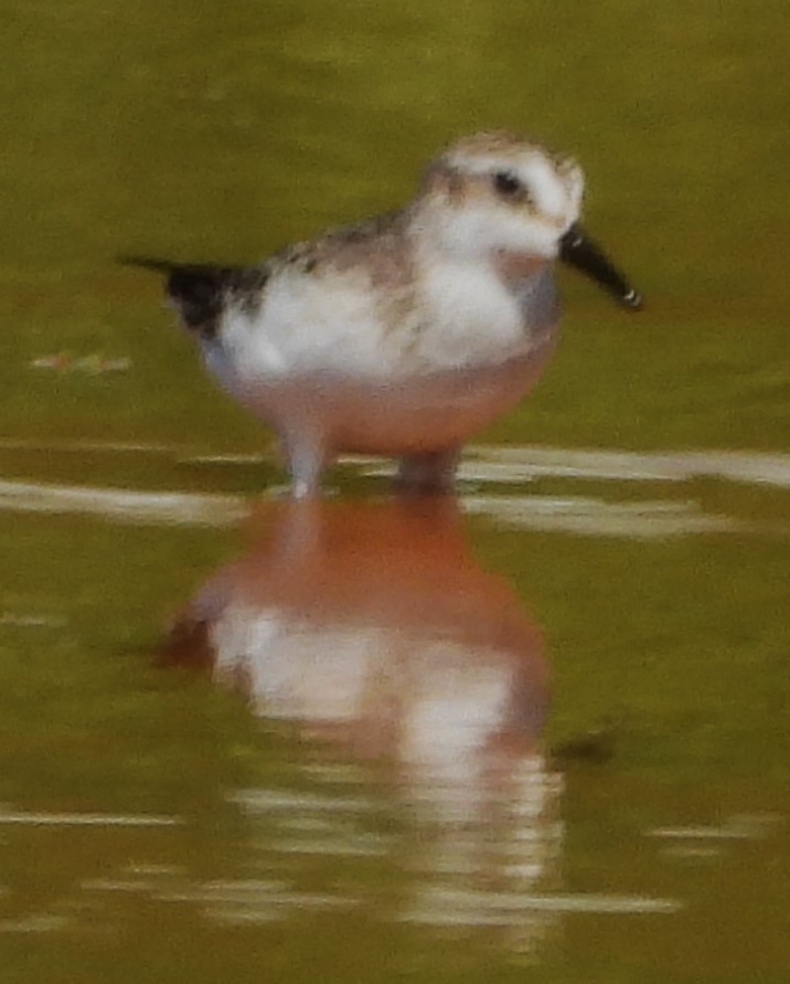 Semipalmated Sandpiper - ML642168154