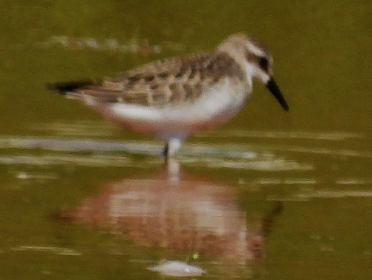 Semipalmated Sandpiper - ML642168155
