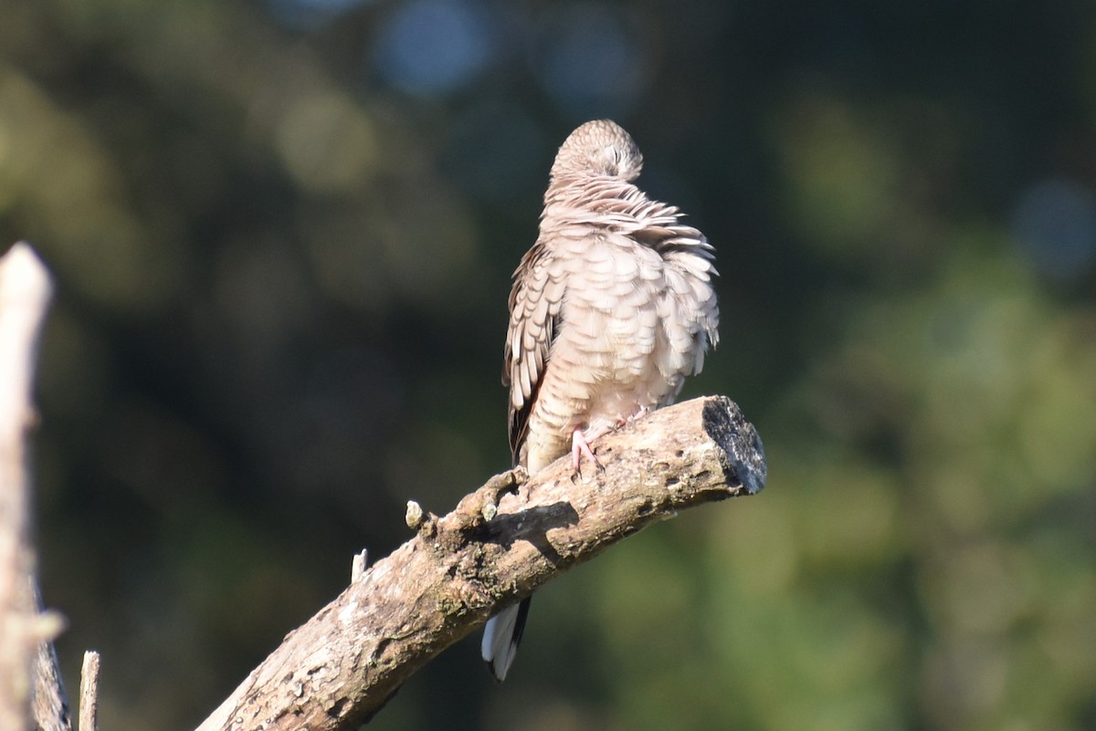 Inca Dove - ML642168165