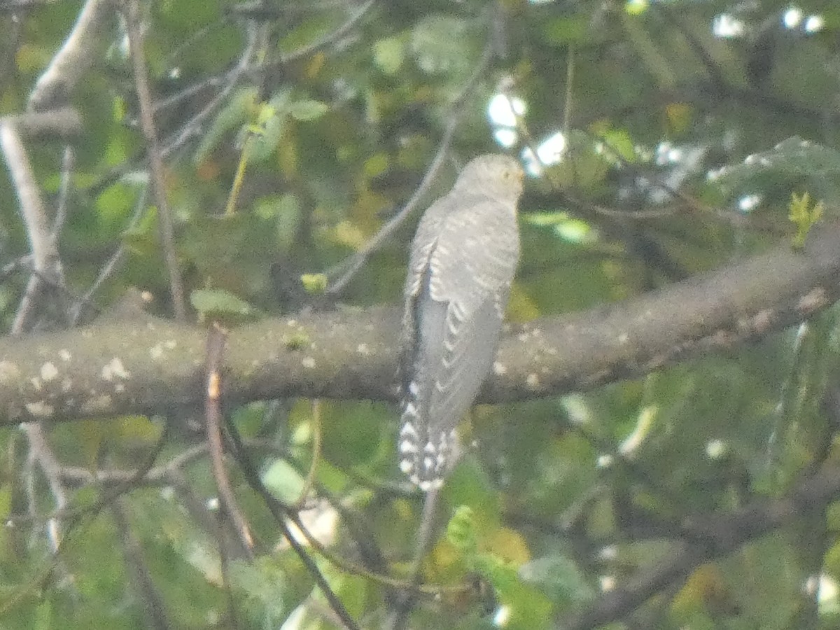 African Cuckoo - ML642168167