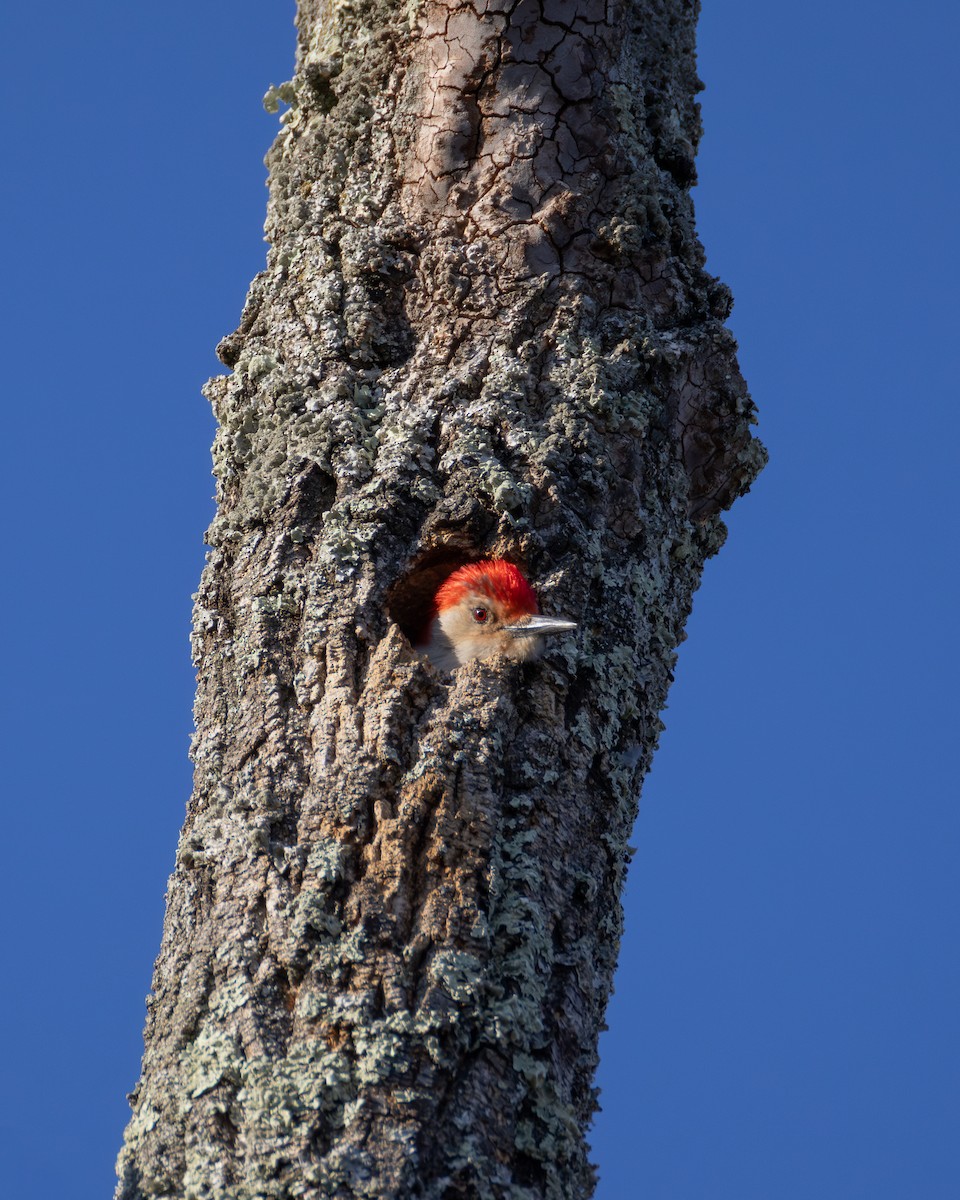 Red-bellied Woodpecker - ML642168168