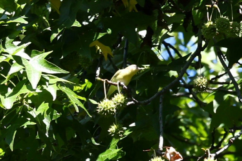 Philadelphia Vireo - ML642168193