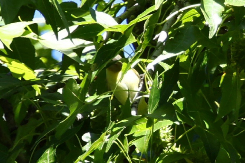 Philadelphia Vireo - ML642168194