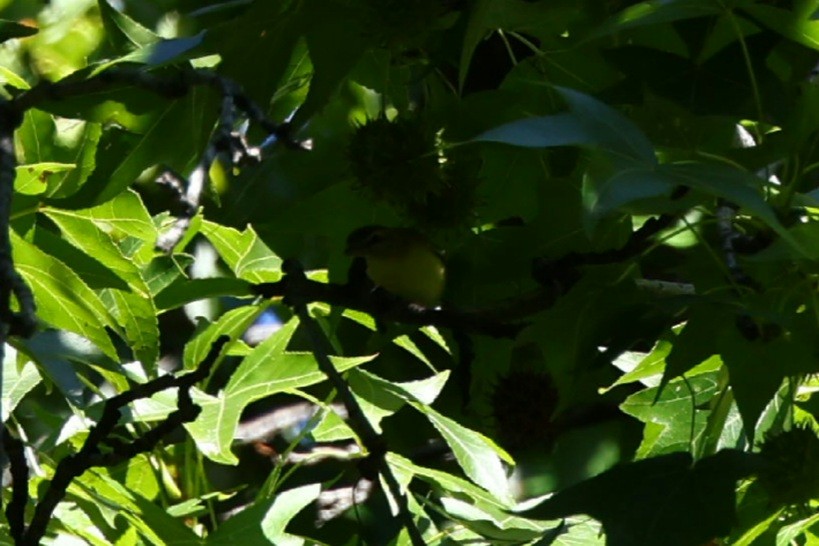 Philadelphia Vireo - ML642168195