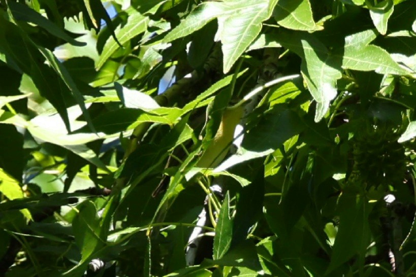 Philadelphia Vireo - ML642168196