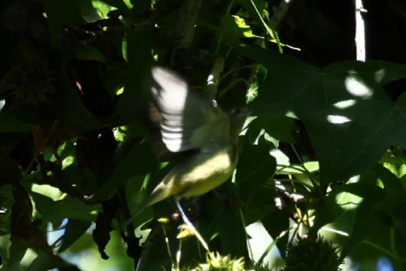 Philadelphia Vireo - ML642168197