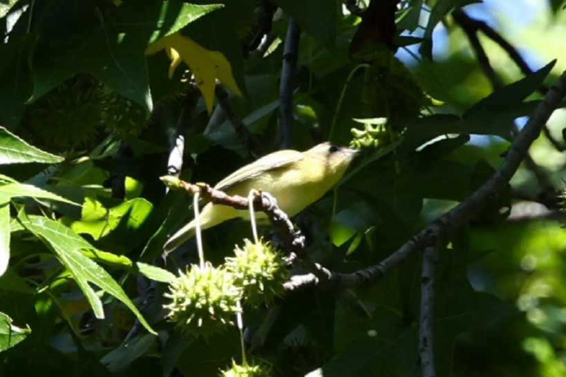 Philadelphia Vireo - ML642168198