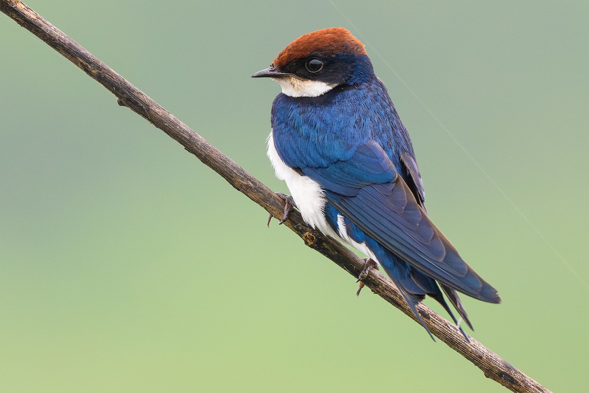 Wire-tailed Swallow - ML642168220