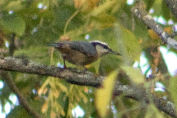 Red-breasted Nuthatch - ML642168250
