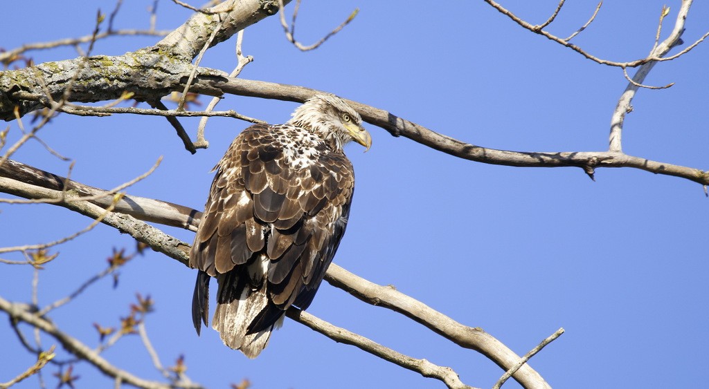 Bald Eagle - ML642168251