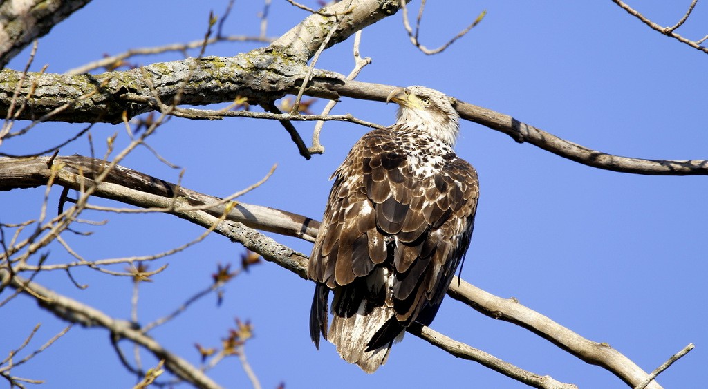 Bald Eagle - ML642168252