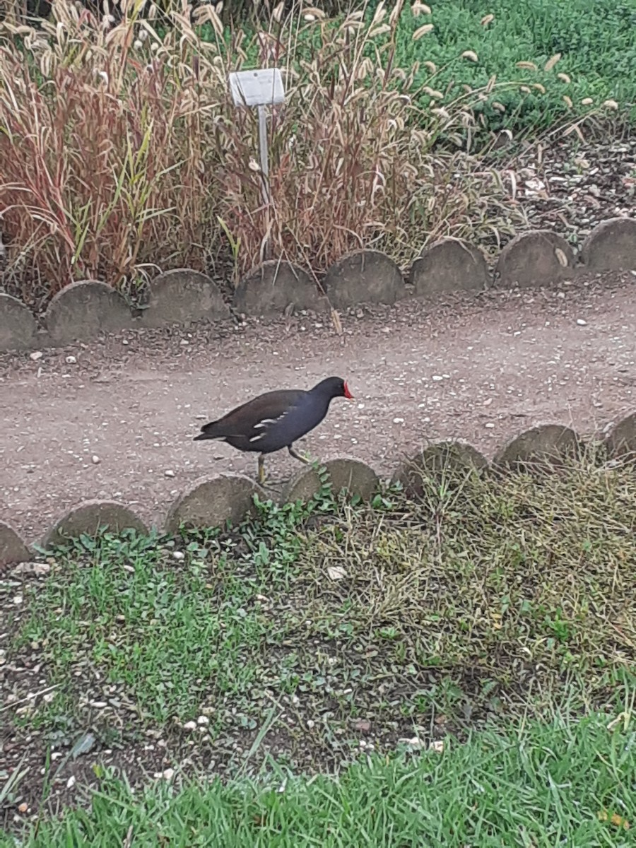 Gallinule poule-d'eau - ML642168253