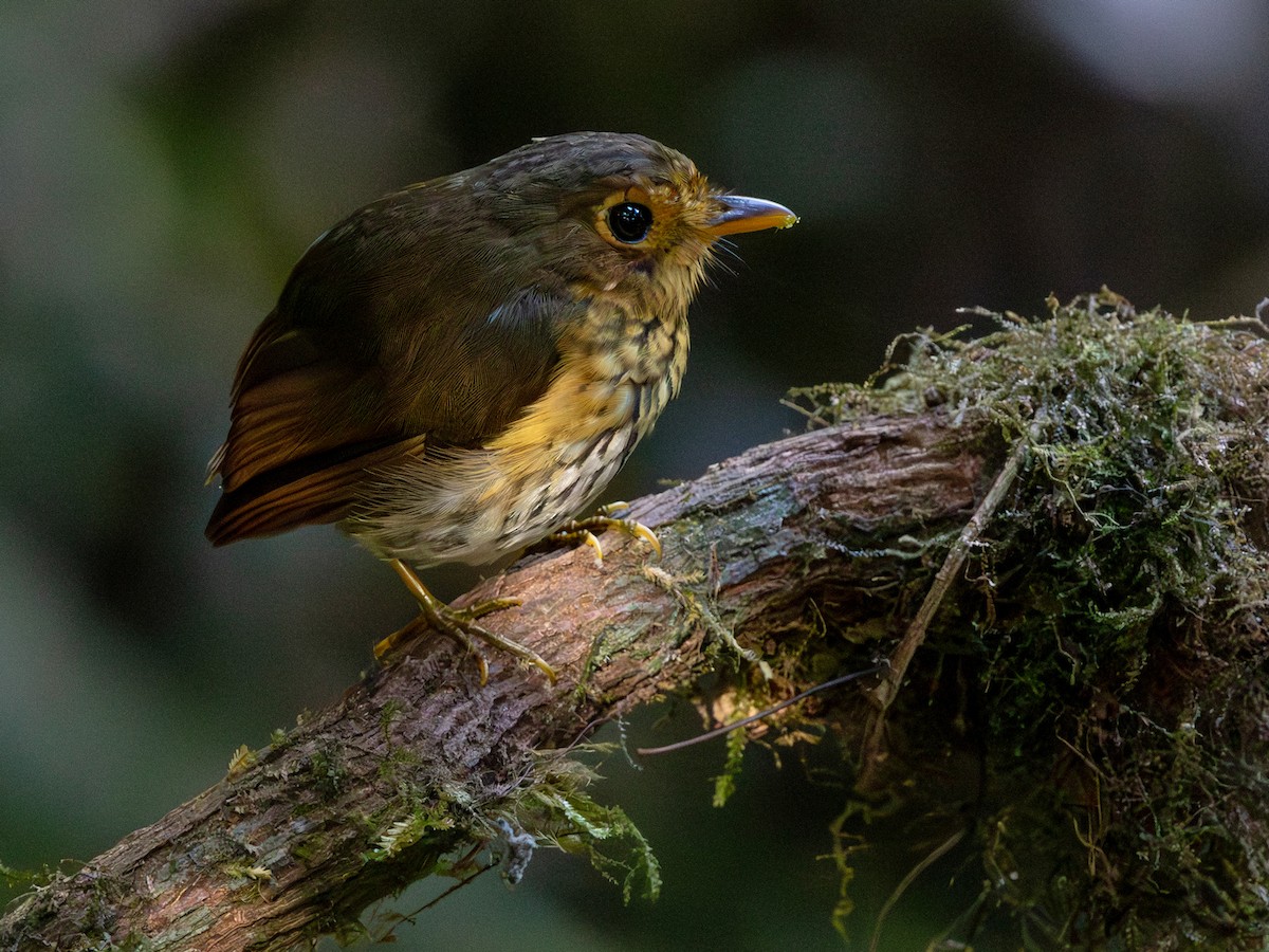 Ochre-breasted Antpitta - ML642168275