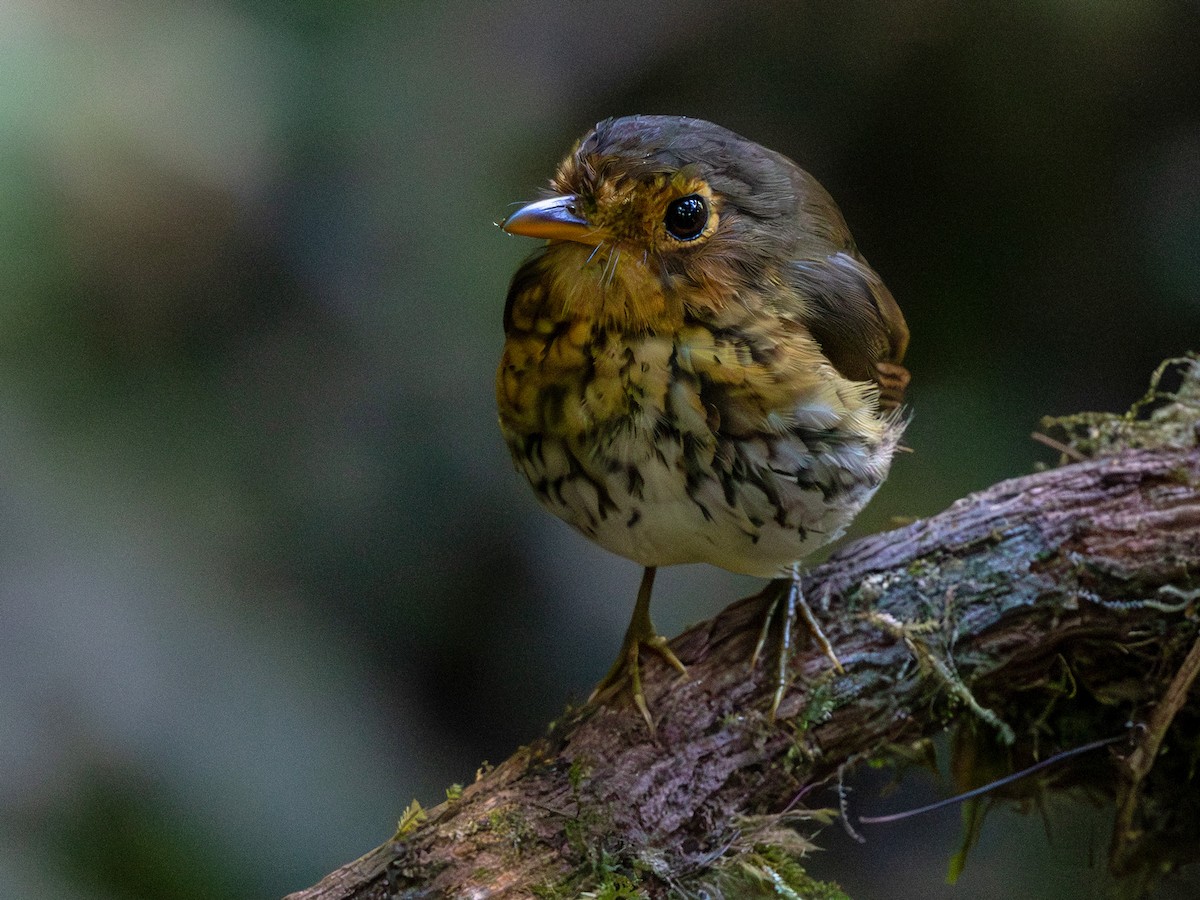 Ochre-breasted Antpitta - ML642168276