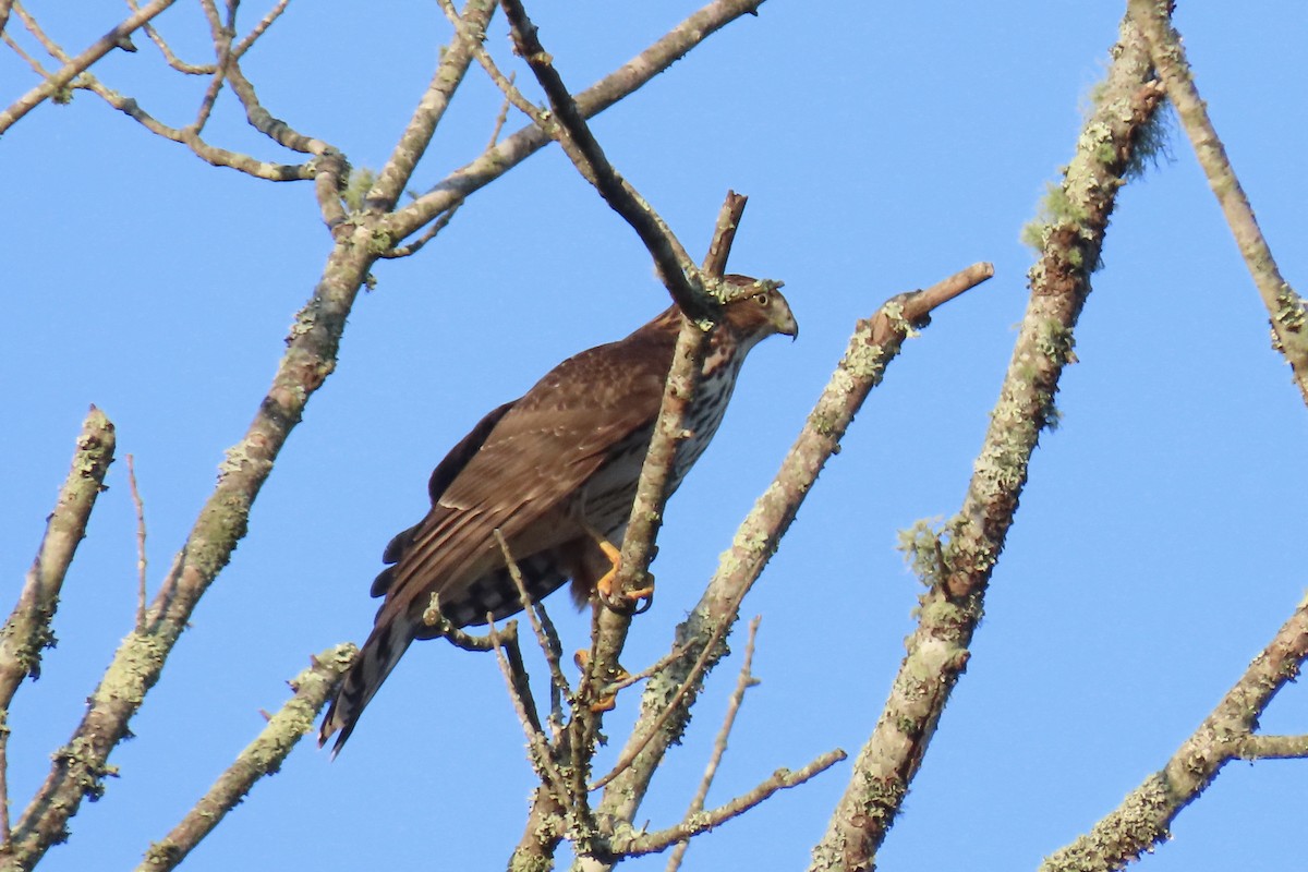 Cooper's Hawk - ML642168282