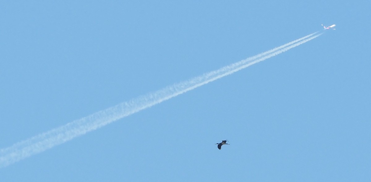 Black Stork - ML642168284