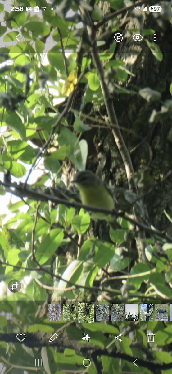 Philadelphia Vireo - ML642168289