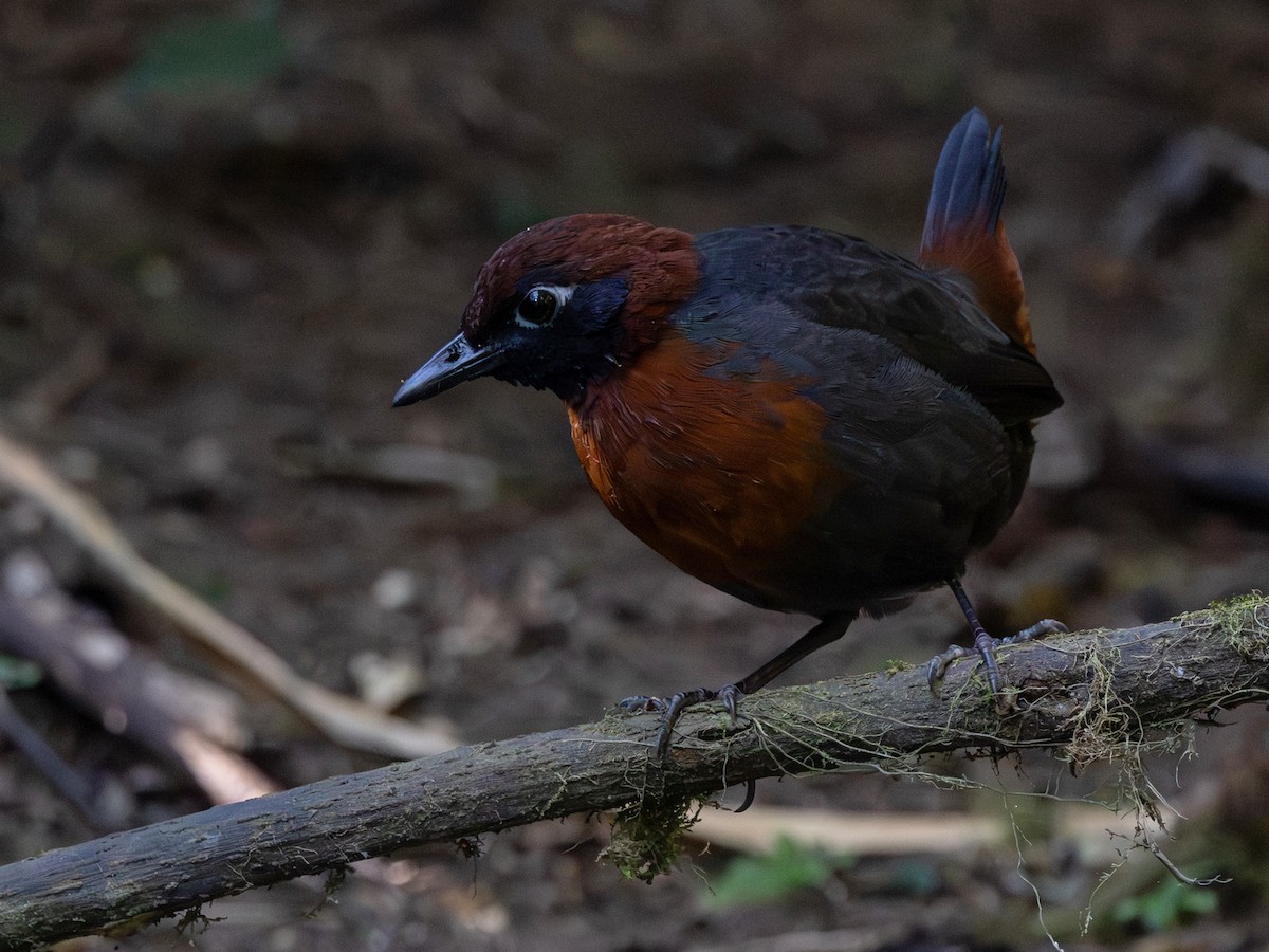 Rufous-breasted Antthrush - ML642168290