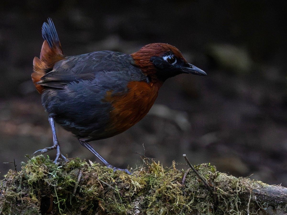 Rufous-breasted Antthrush - ML642168291