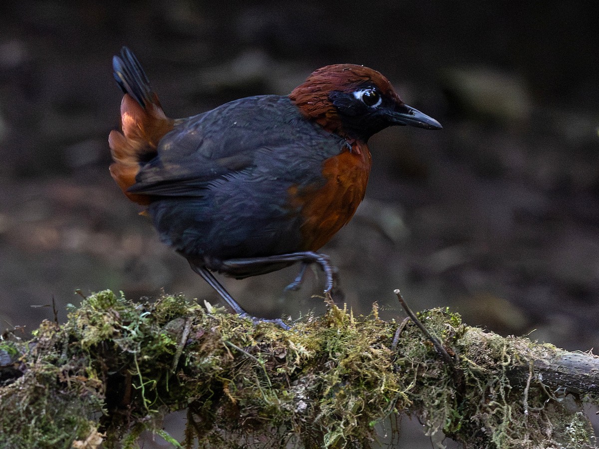 Rufous-breasted Antthrush - ML642168292