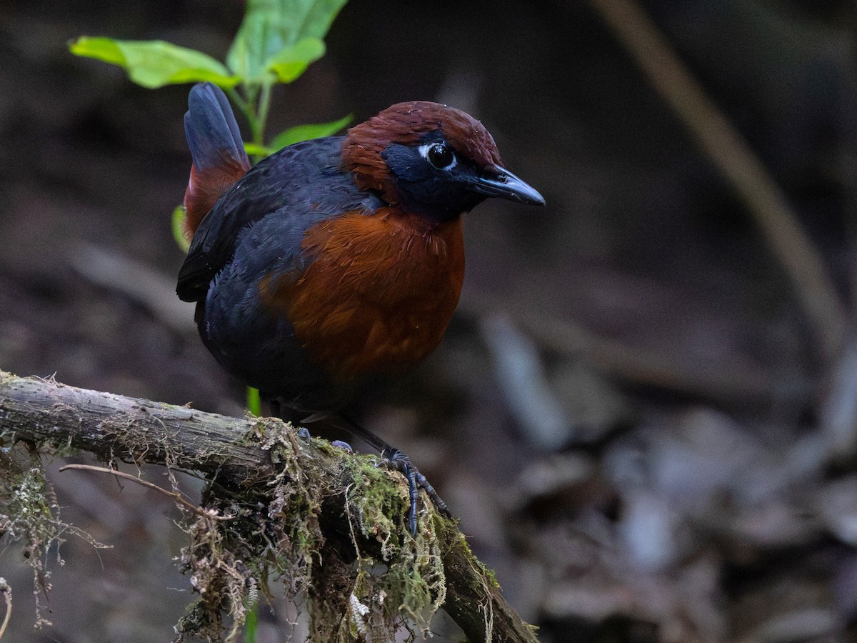Rufous-breasted Antthrush - ML642168293