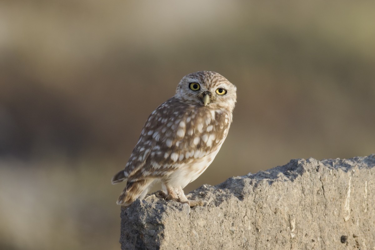 Little Owl - ML642168351