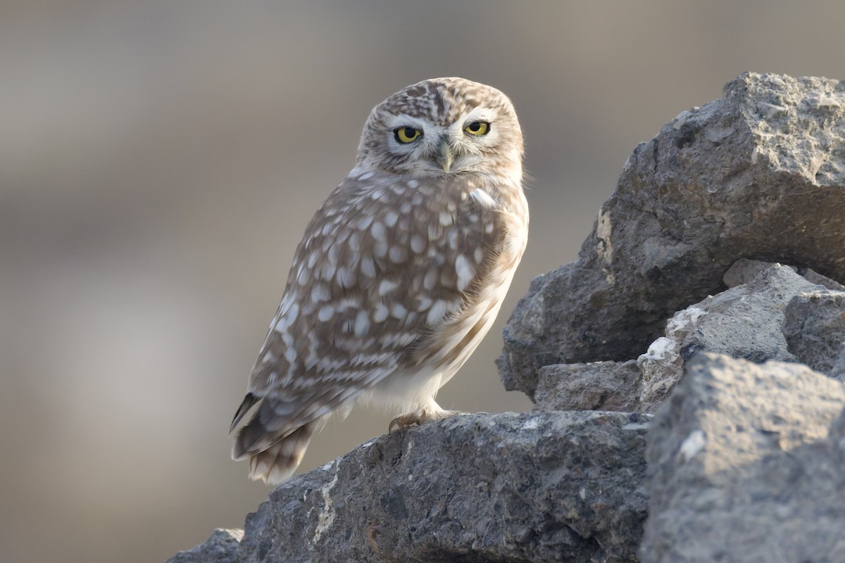 Little Owl - ML642168352