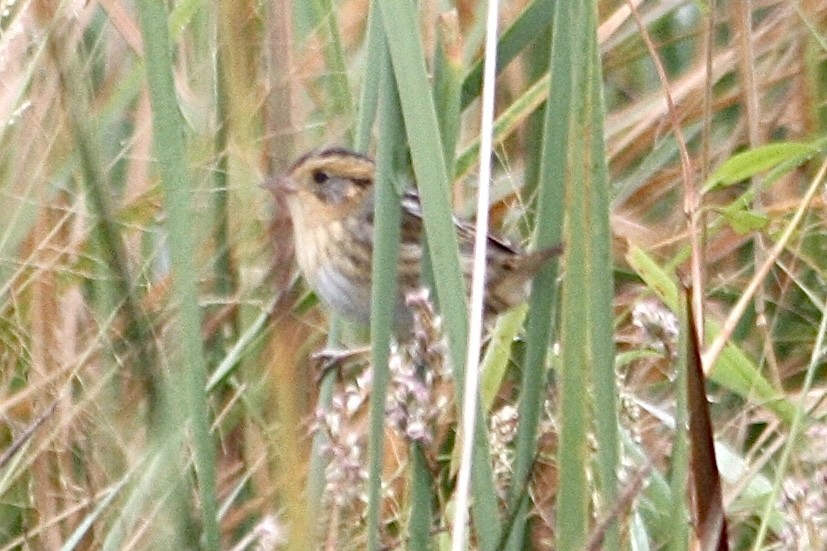 Nelson's Sparrow - ML642168358