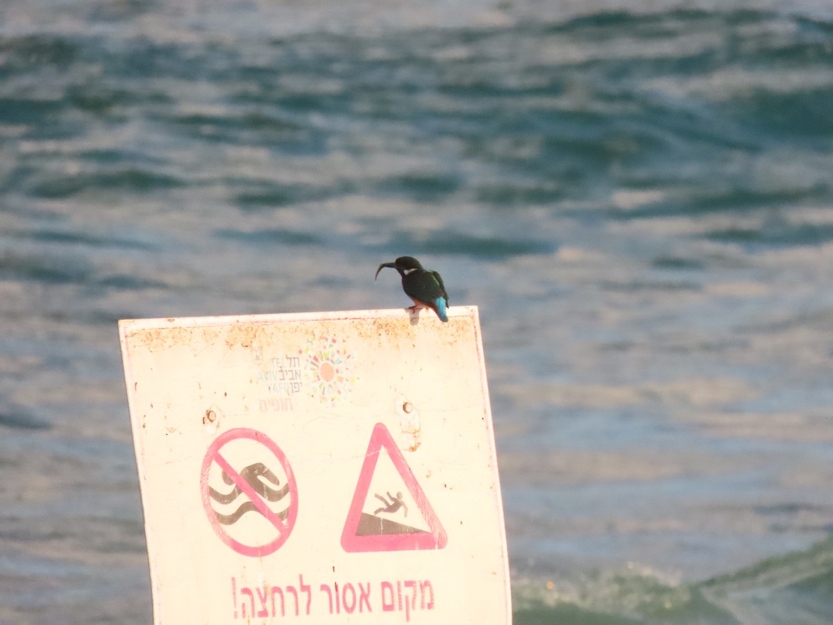 שלדג גמדי - ML642168361