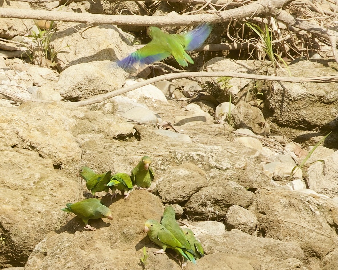 Cobalt-winged Parakeet - ML642168365