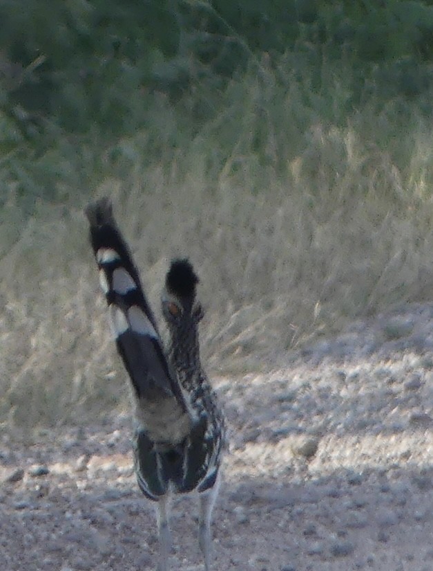 Greater Roadrunner - ML642168366