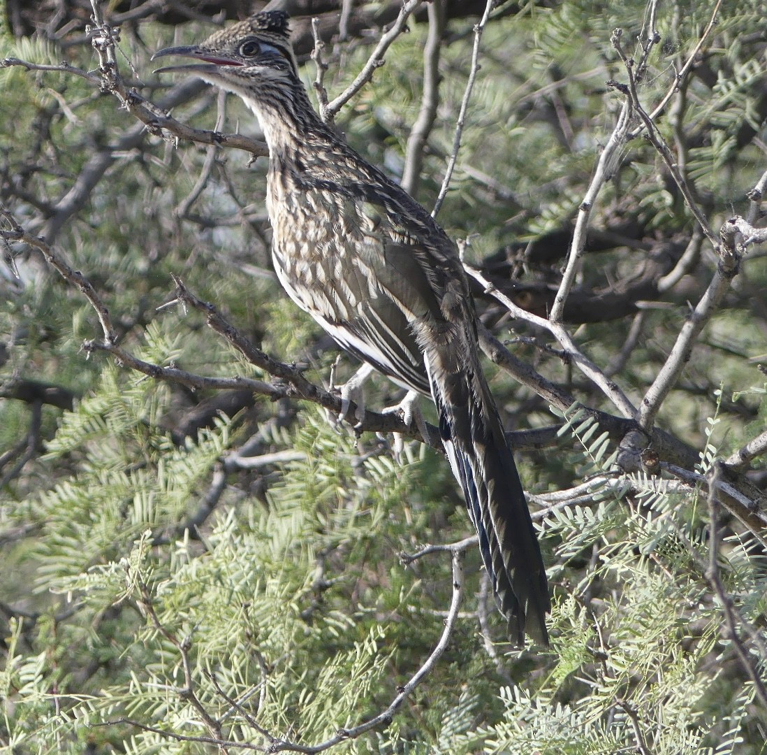 Greater Roadrunner - ML642168367