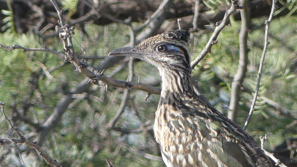 Greater Roadrunner - ML642168368