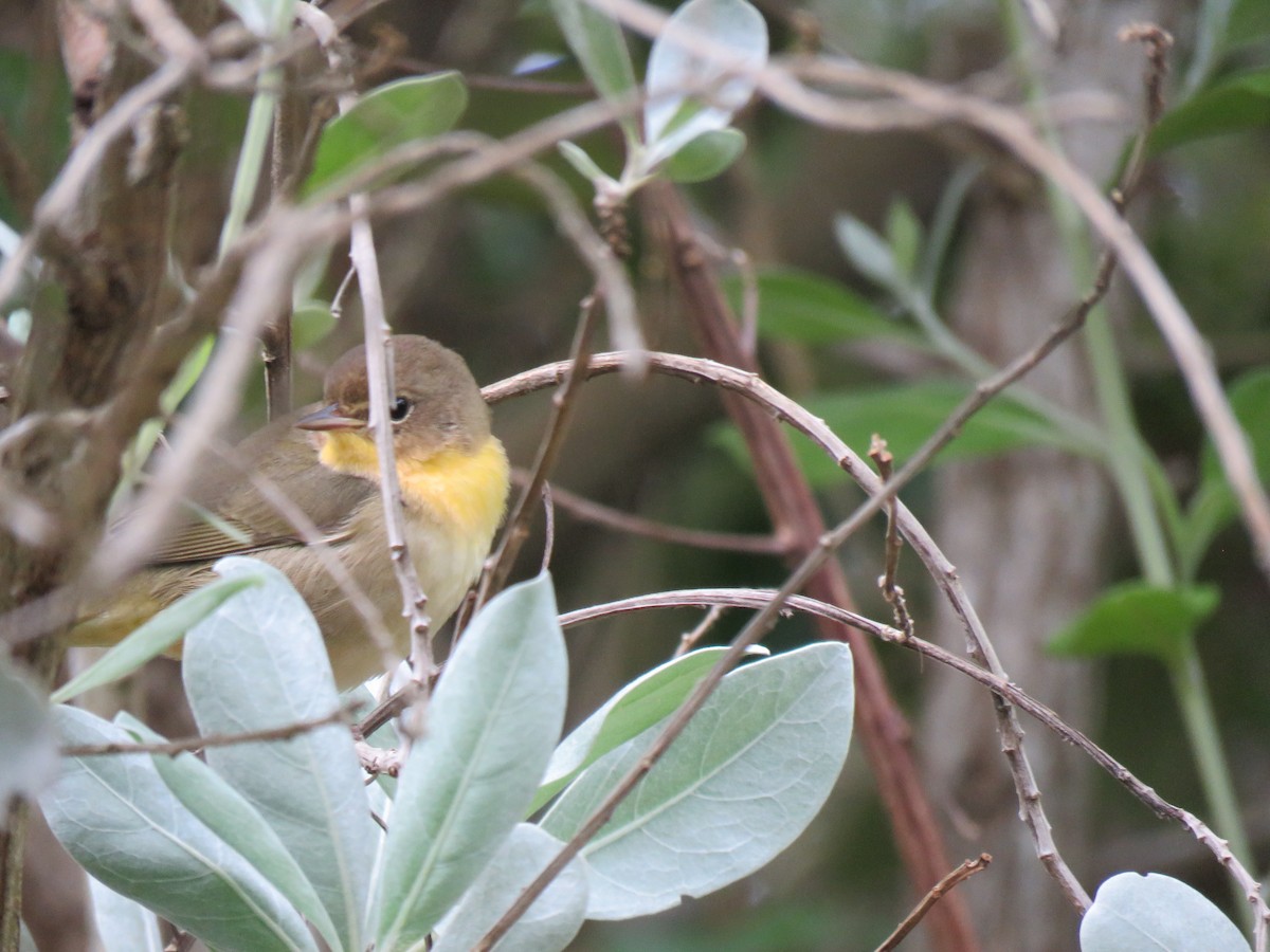Common Yellowthroat (trichas Group) - ML642168373