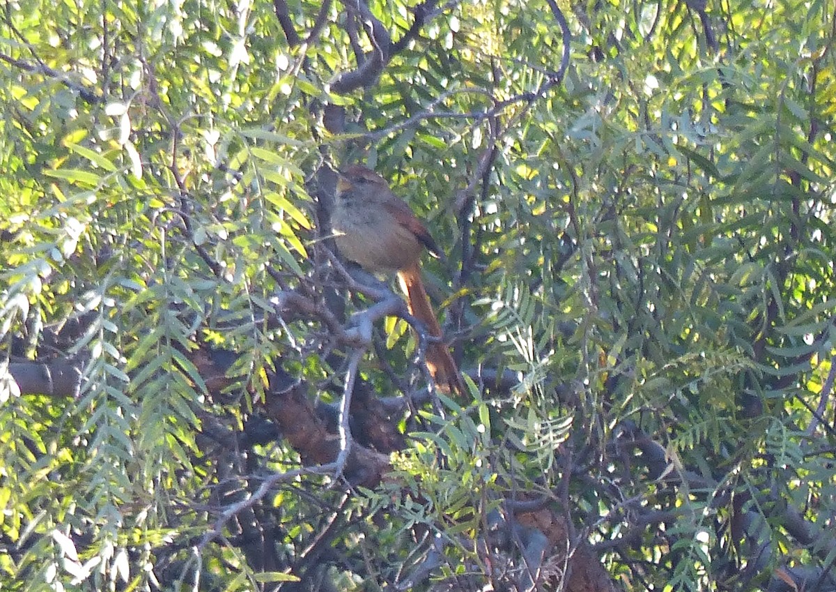 Rusty-fronted Canastero - ML642168379