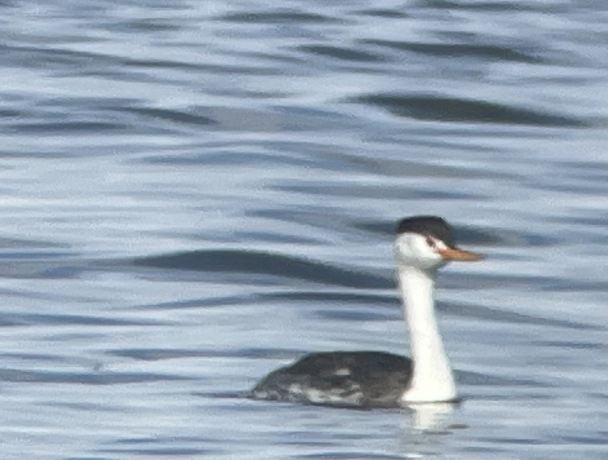 Clark's Grebe - ML642168380