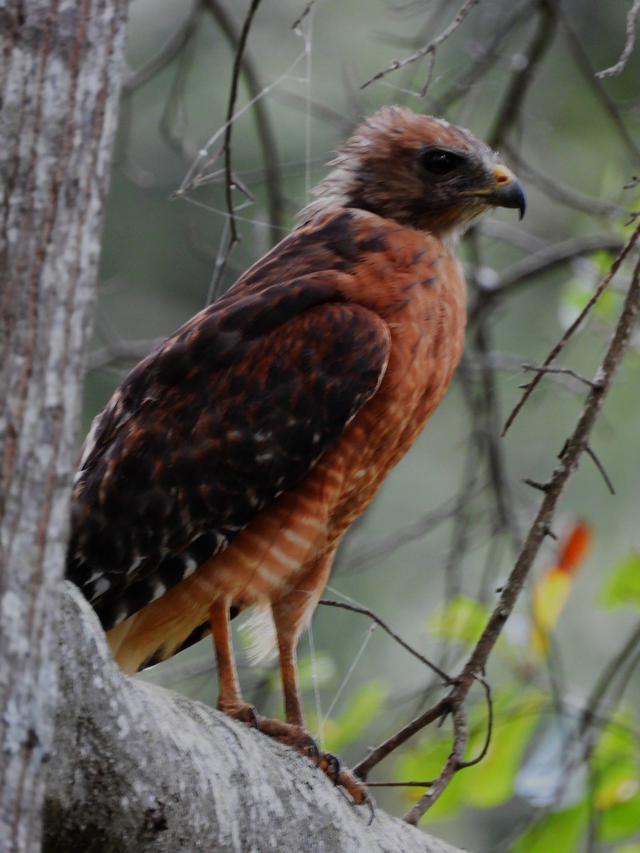 Red-shouldered Hawk - ML642168381