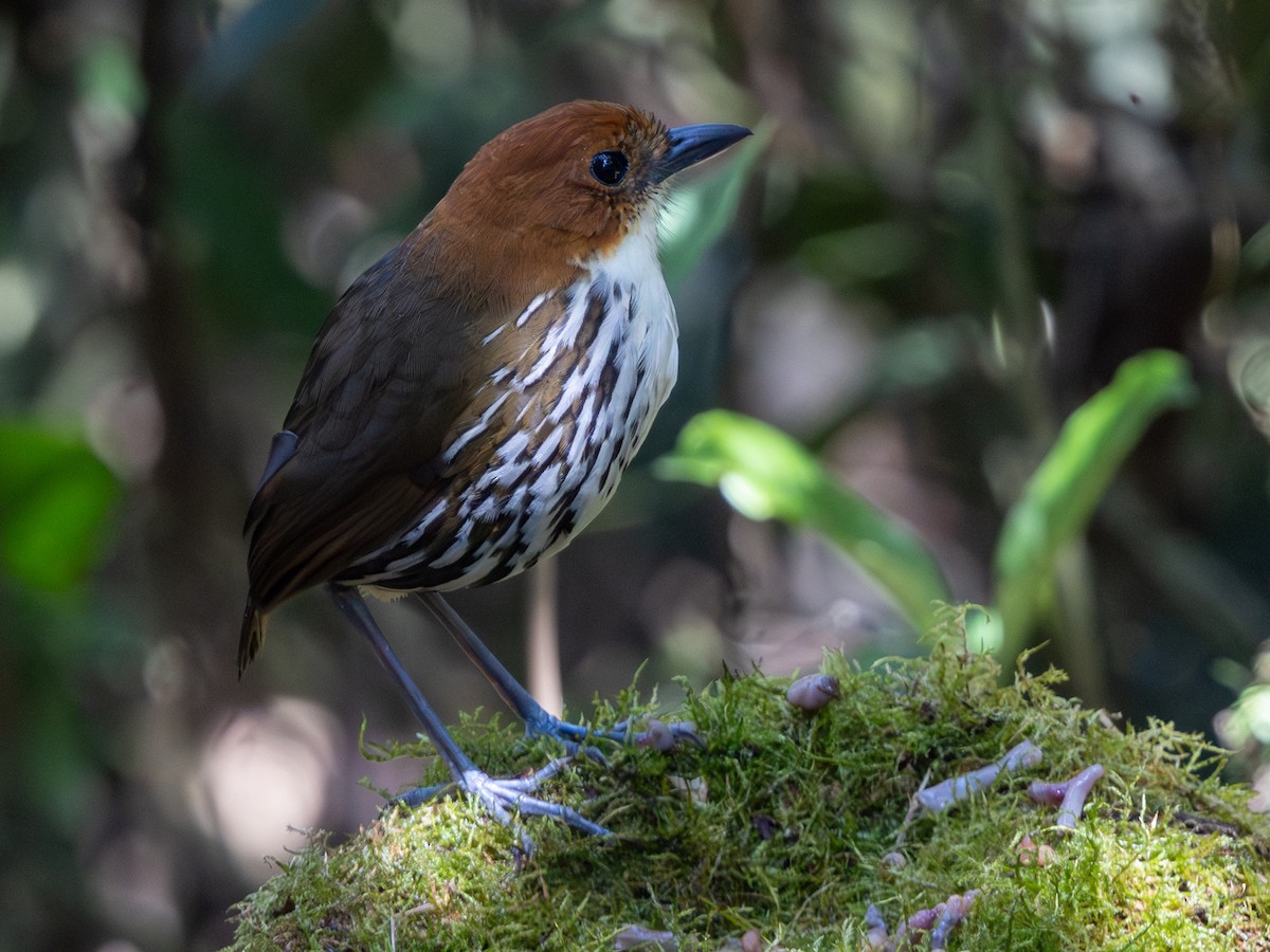 Chestnut-crowned Antpitta - ML642168385