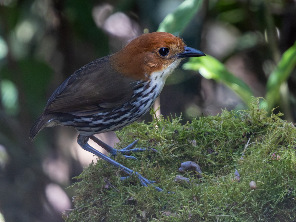 Chestnut-crowned Antpitta - ML642168386