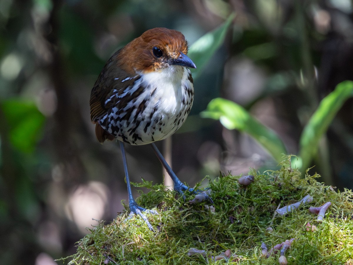 Chestnut-crowned Antpitta - ML642168387
