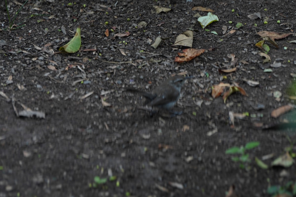 Bewick's Wren - ML642168393