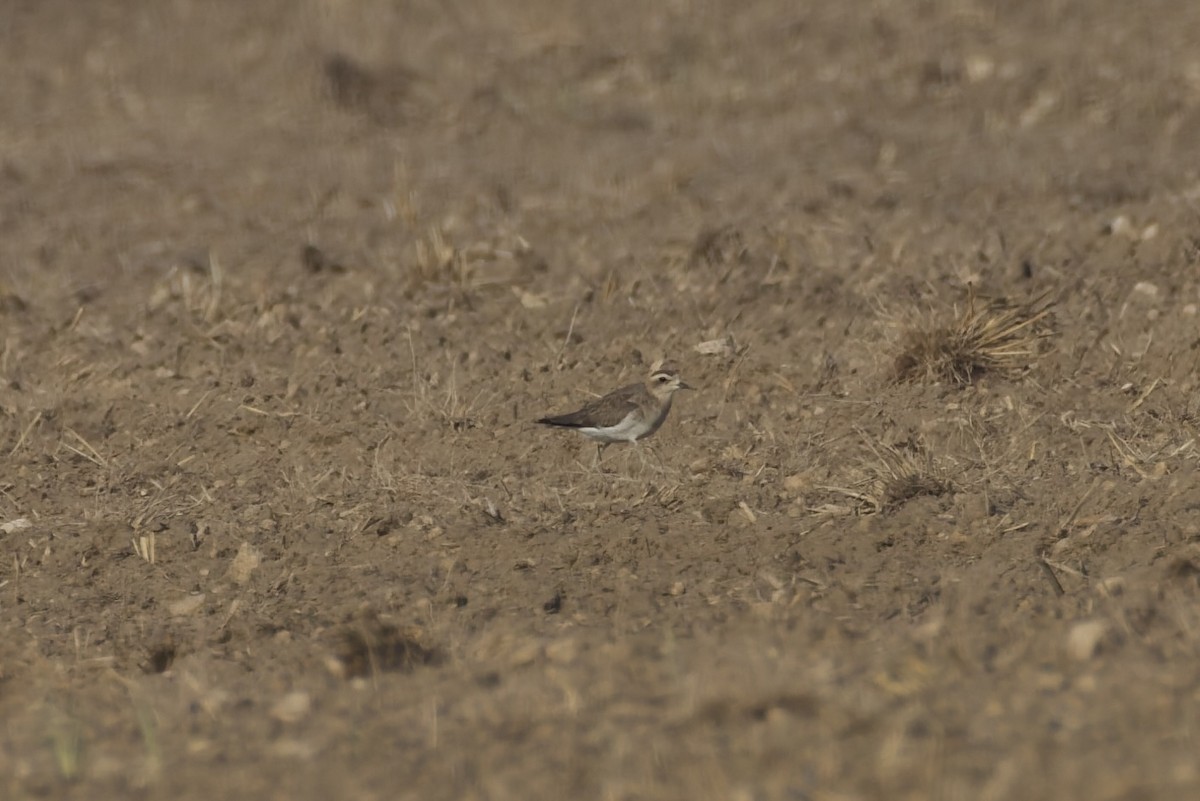 Caspian Plover - ML642168399