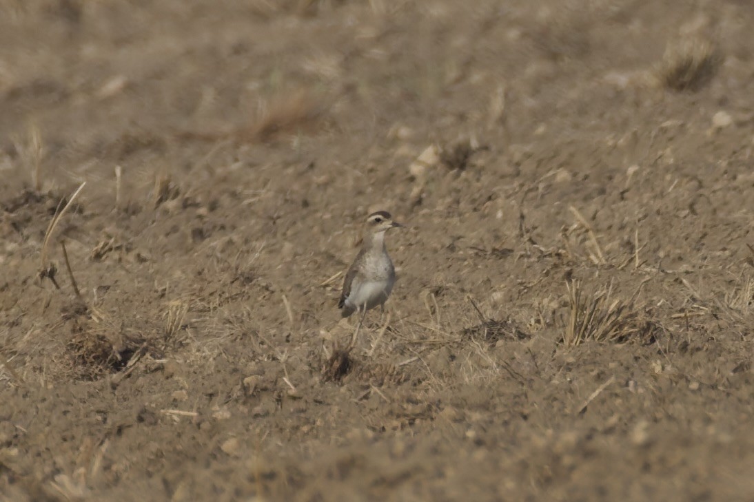 Caspian Plover - ML642168402