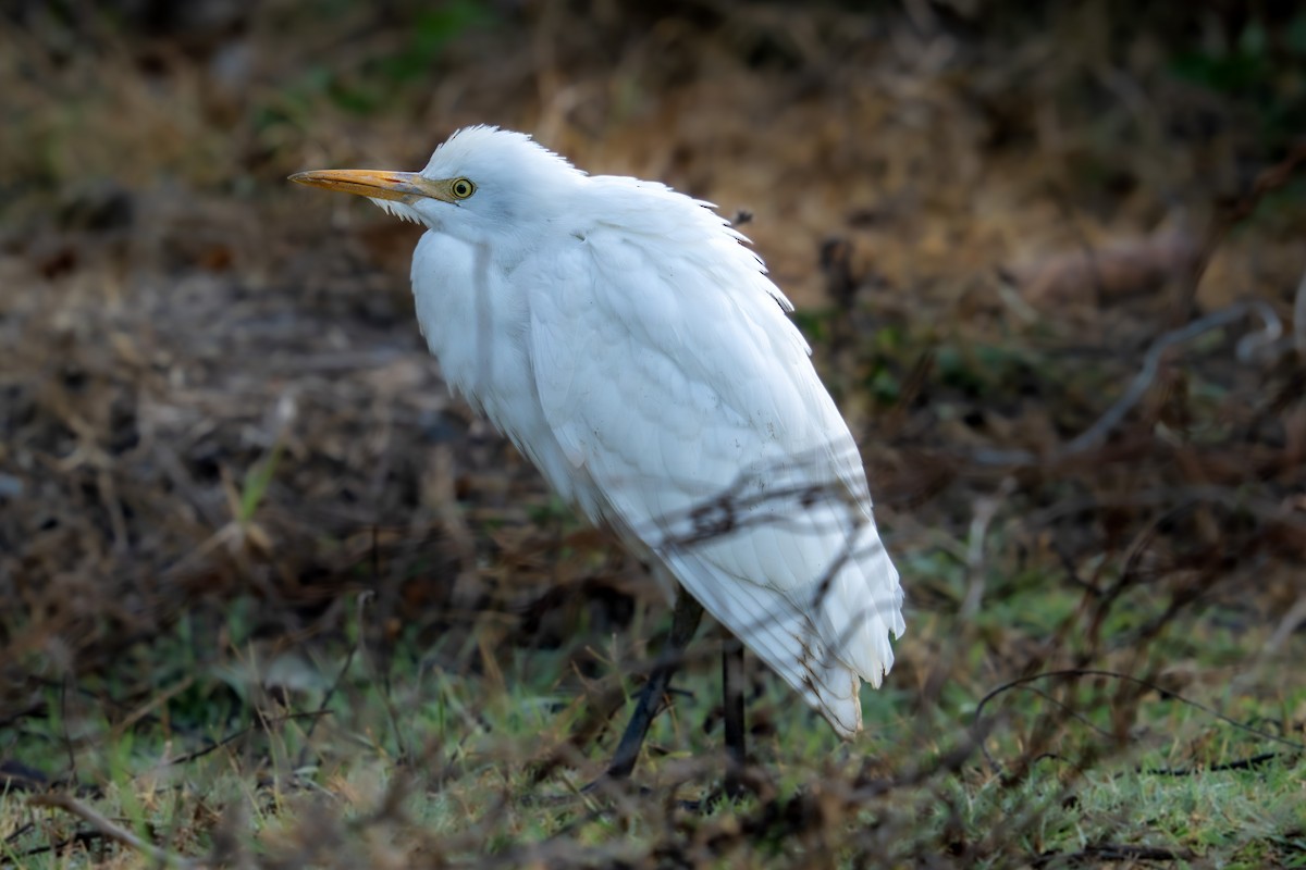 Western Cattle-Egret - ML642168405