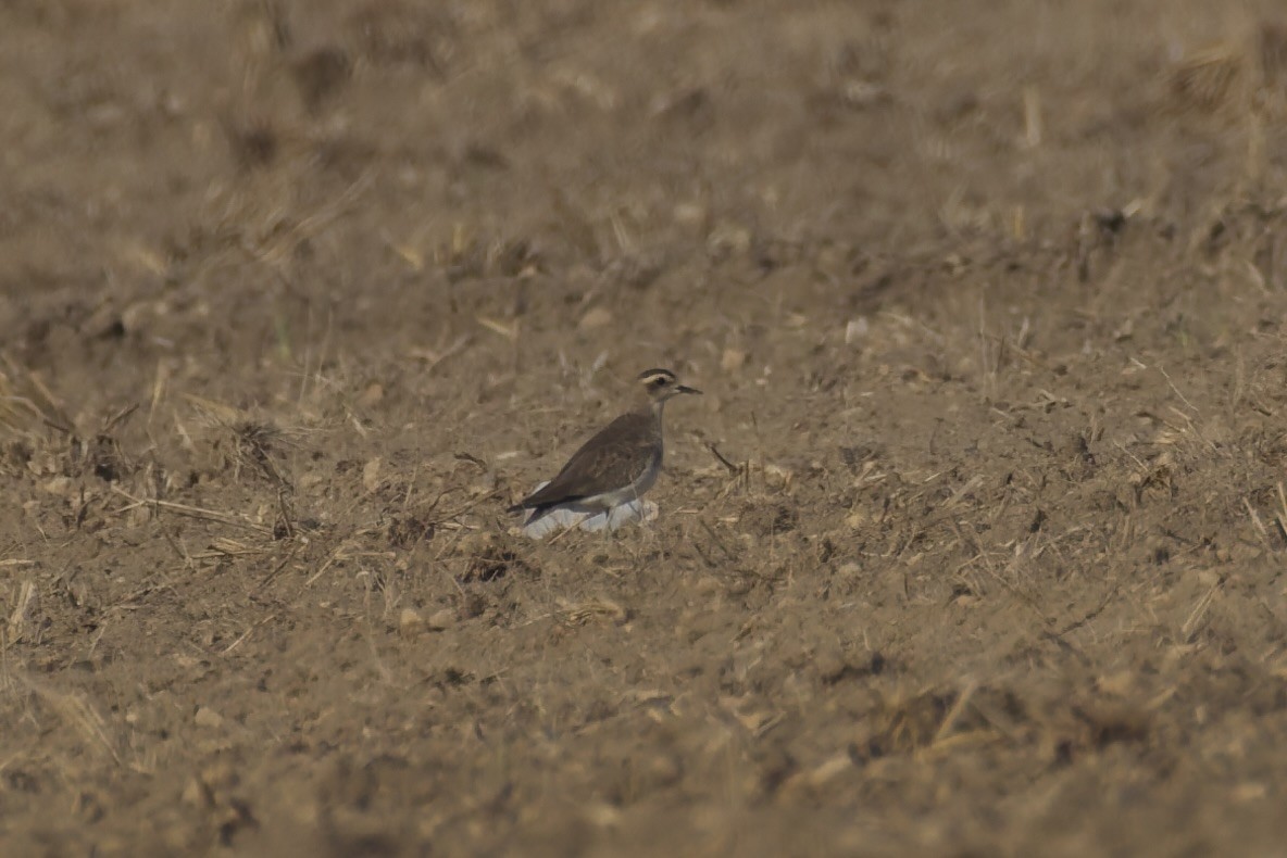 Caspian Plover - ML642168406