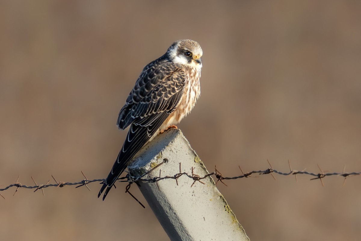 Red-footed Falcon - ML642168414