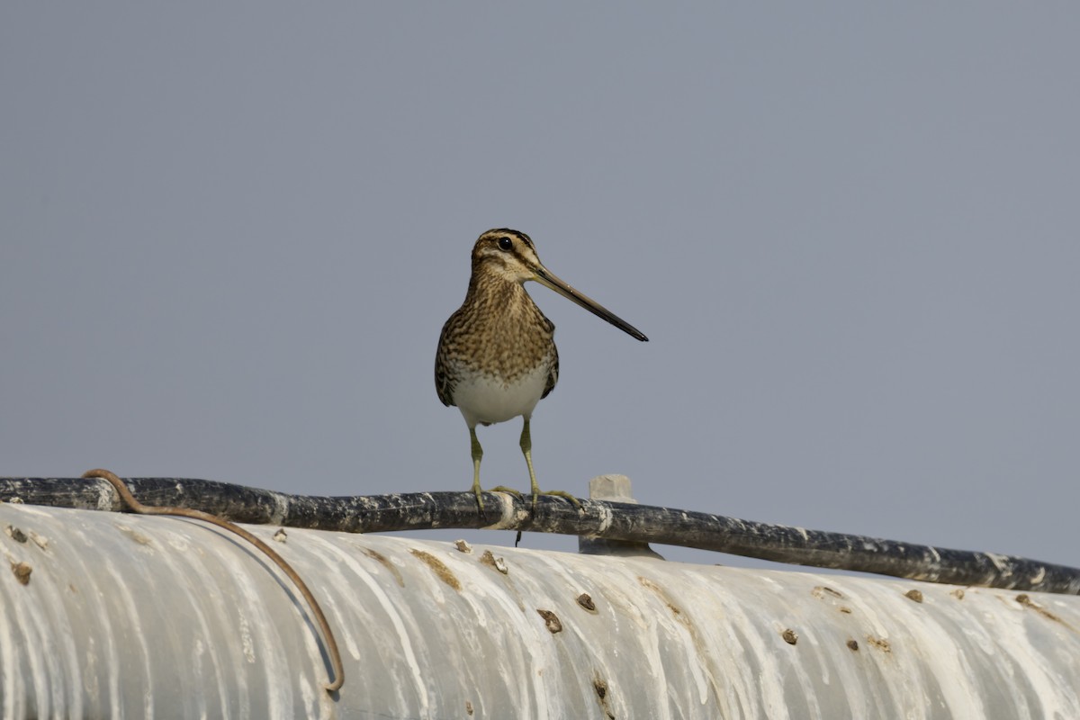 Common Snipe - ML642168441